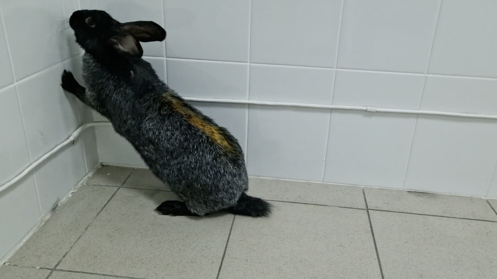 Rabbit study results