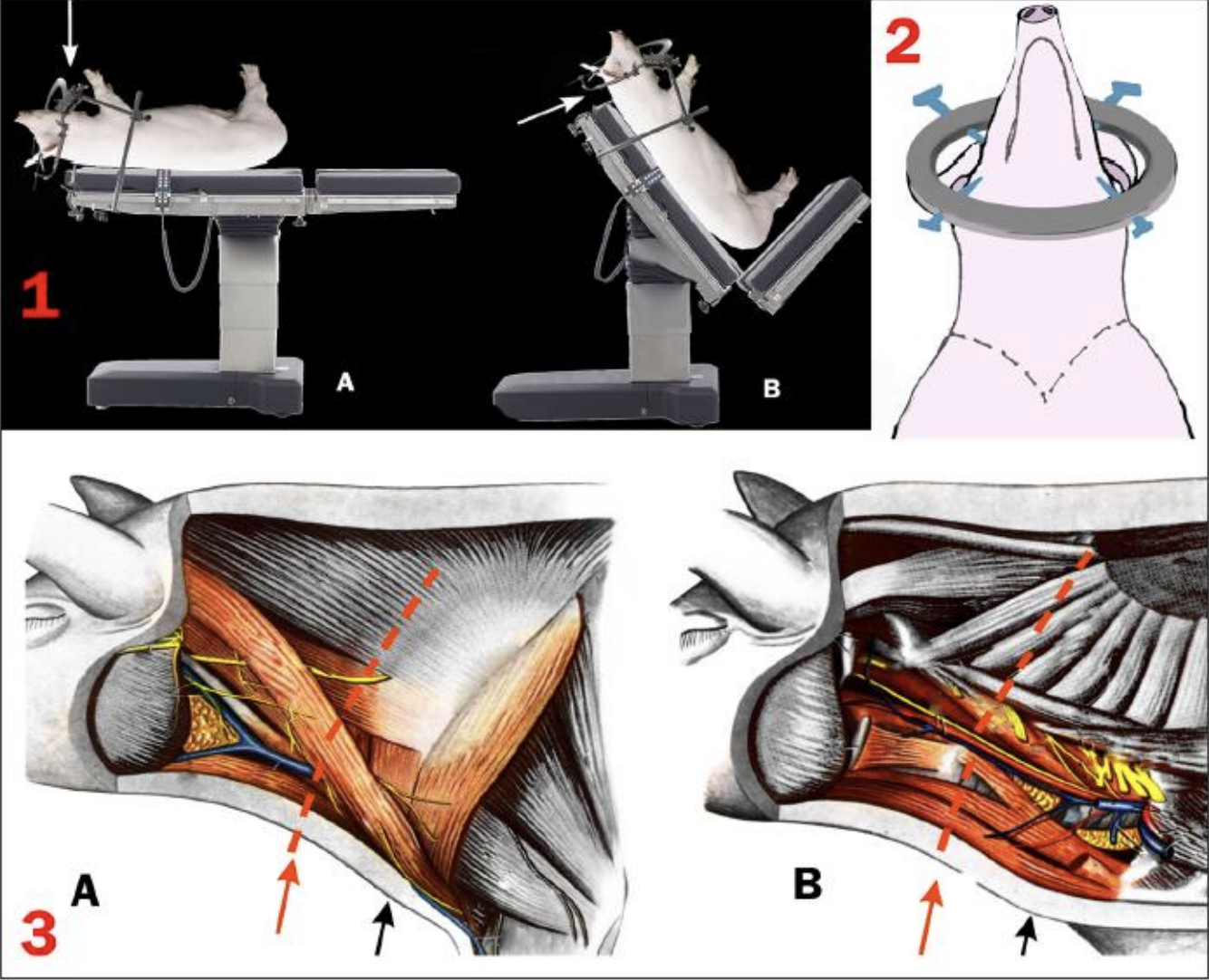 Swine cephalic re-anastomosis study results